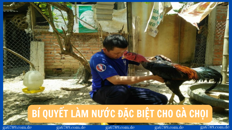 Những loại nước đặc biệt dành cho gà chọi tăng cường sức bền