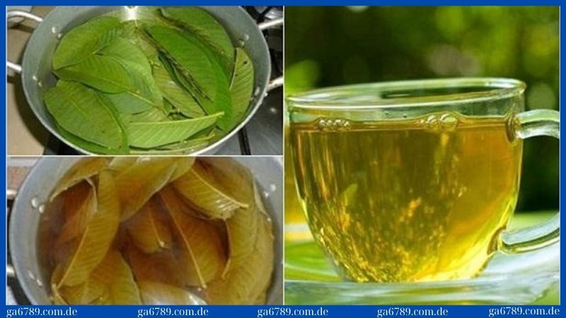 Cách chữa gà chọi bị đi ngoài bằng nước lá ổi 