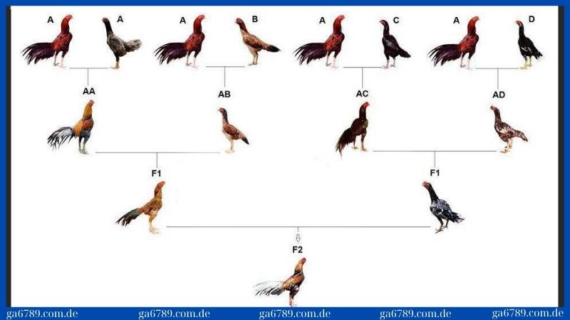 Cách  lai tạo gà đá cựa