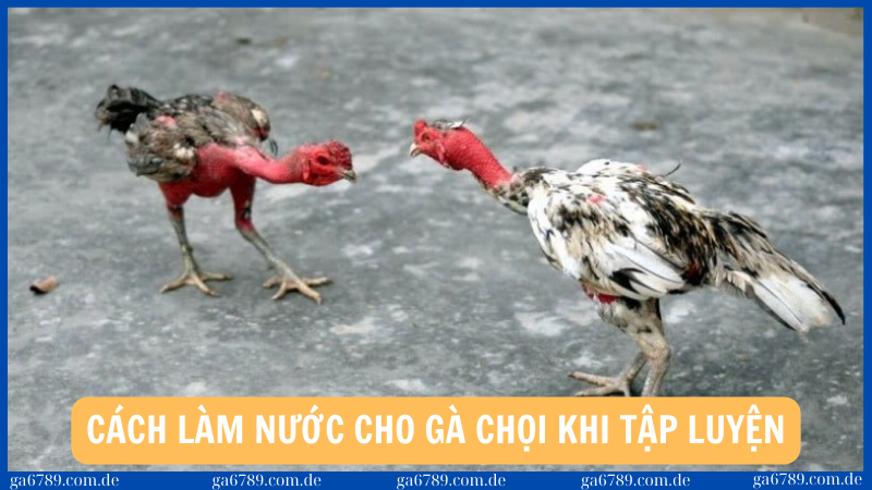 Cách làm nước cho gà chọi sau mỗi giờ tập luyện