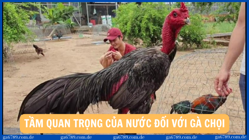 Tầm quan trọng của nước đối với gà chọi 