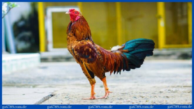 cach nuoi ga da toi pin