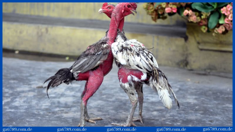 Thời gian nuôi tăng trưởng với chế độ chăm sóc kỹ lưỡng