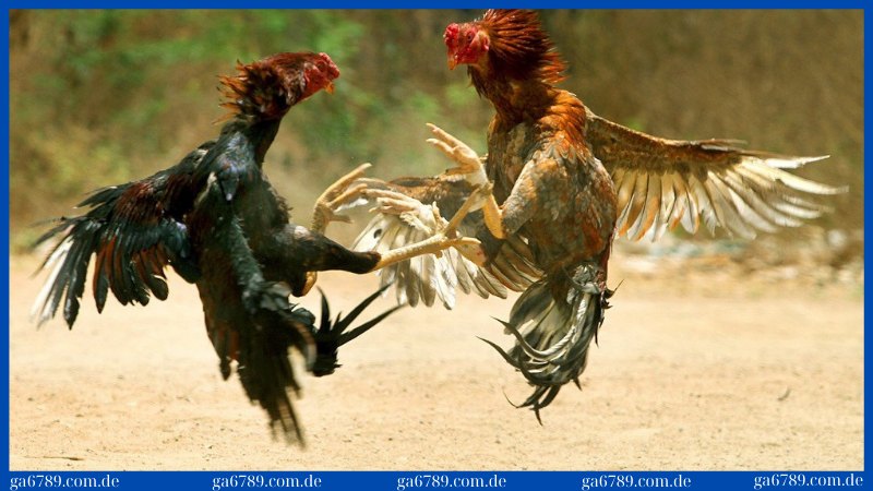 Cách nuôi gà đá tới pin với sức bền, chiến đấu mạnh mẽ