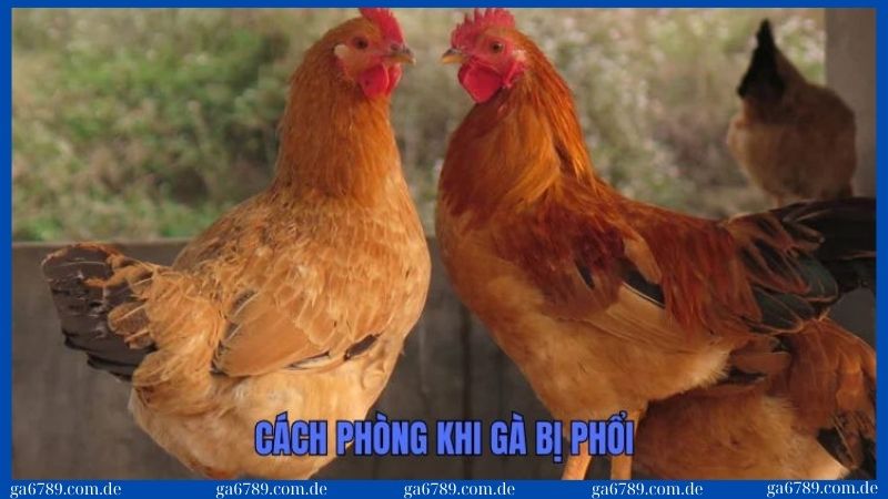 Những cách phòng bệnh phổi ở gà hiệu quả