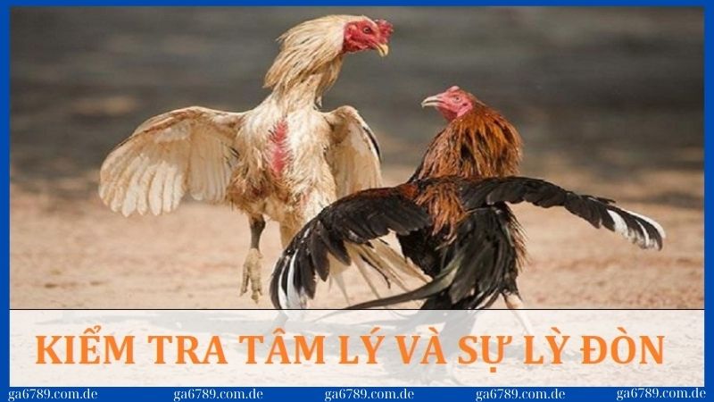 Kiểm tra sự lì đòn và hiếu chiến của gà tre đá cựa