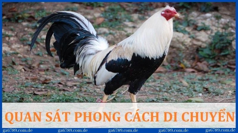 Cách chọn gà tre đá cựa bằng cách quan sát phong cách di chuyển