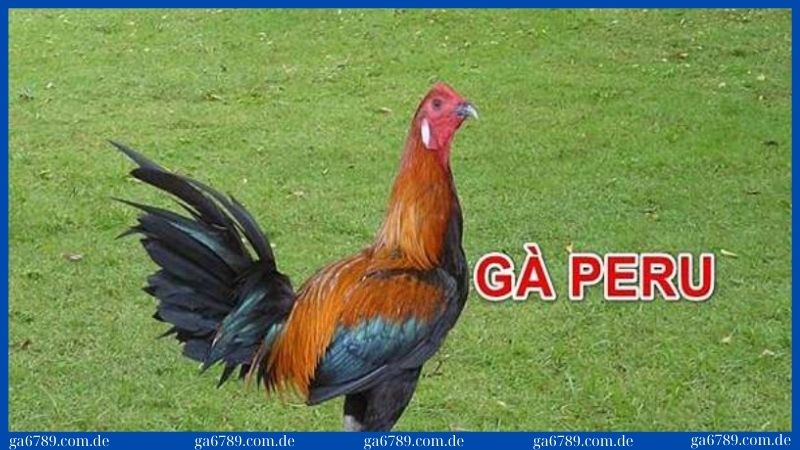 Điều kiện để loài này thích nghi cực đơn giản