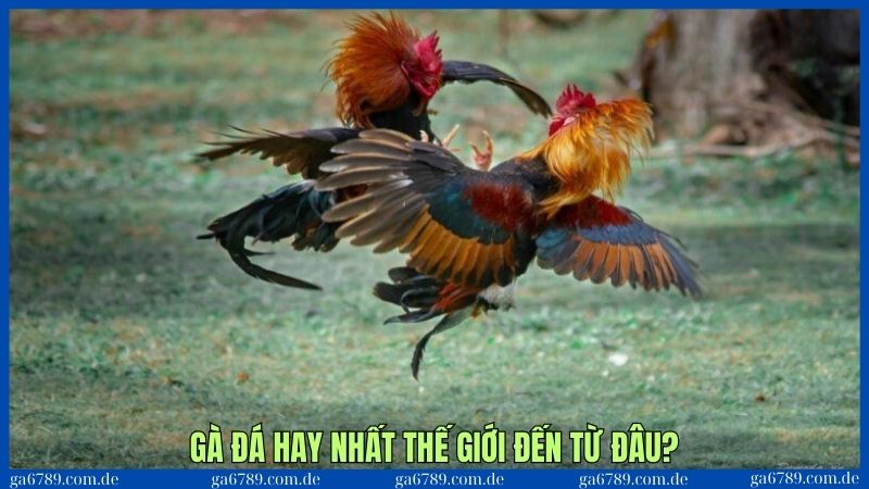 Tìm xuất xứ nơi có những loại gà đánh hay nhất thế giới hiện nay