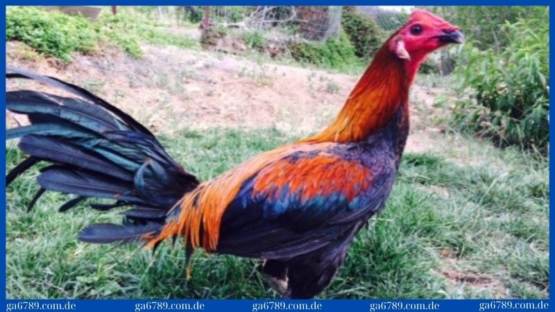 Giới thiệu tổng quan về giống gà Peru