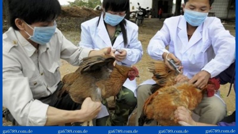 Tiêm vacxin để phòng chống bệnh tụ huyết trùng ở gà