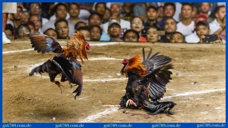 Trại gà Cao Lãnh - đậm đà bản sắc dân tộc